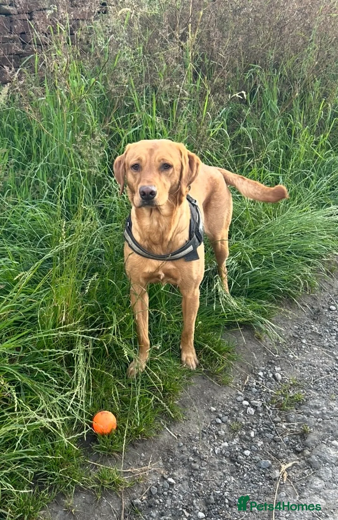 Labrador Retriever dogs for sale: Beautiful Labrador retriever puppies  in Holmfirth - Advert 7