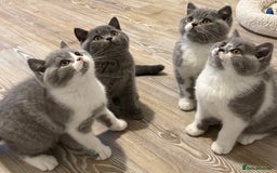 British Shorthair cats for sale: British shorthair-TICA pedigree,champion bloodline - Image 3