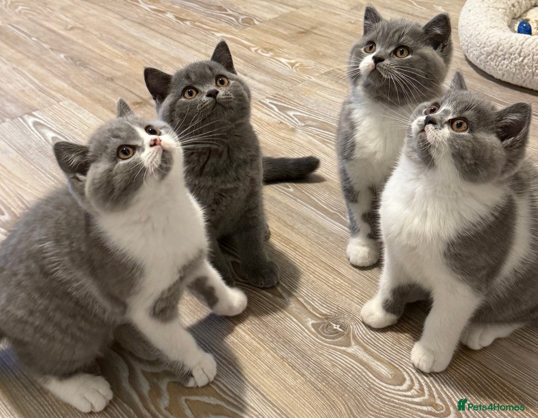 British Shorthair cats for sale: British shorthair-TICA pedigree,champion bloodline - Image 3