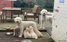 Goldendoodle dogs for sale: Beautiful Goldendoodle girl age 2 for sale - Image 6