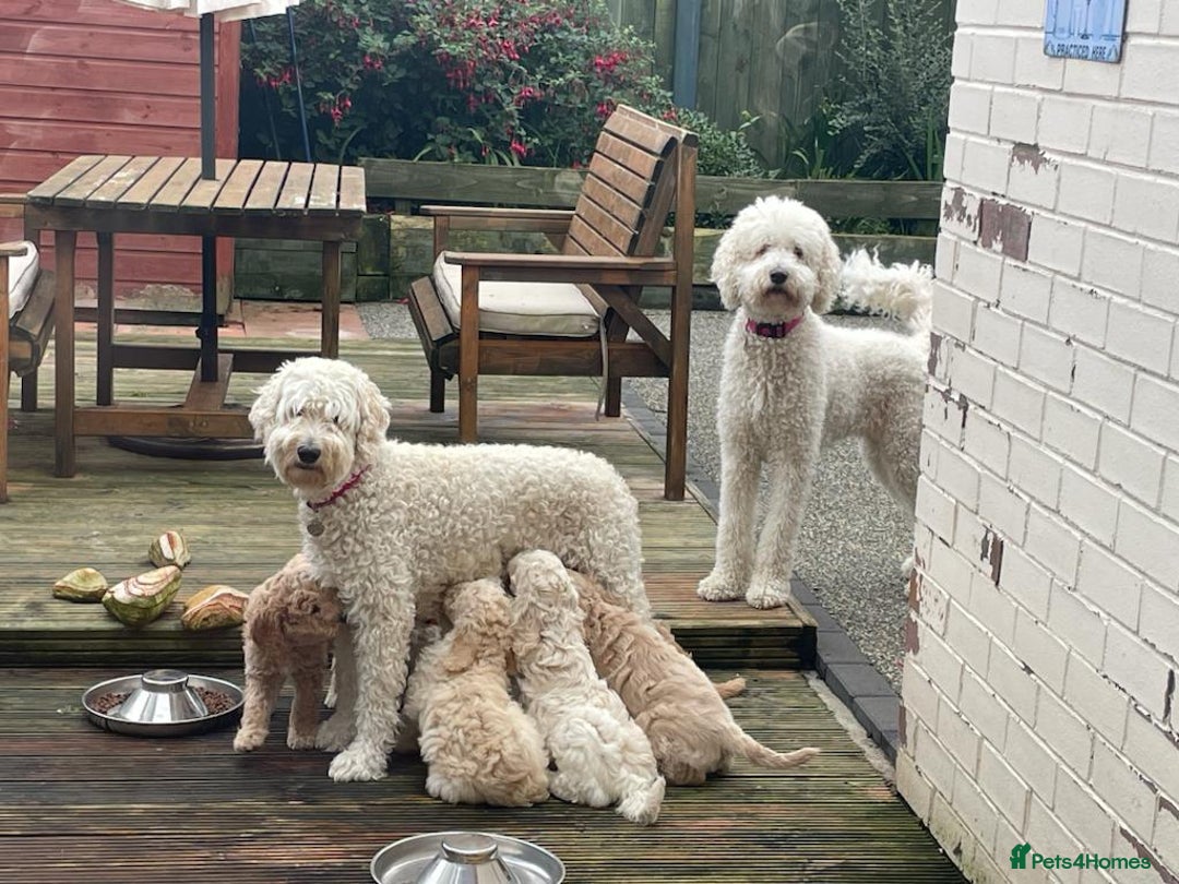 Goldendoodle dogs for sale: Beautiful Goldendoodle girl age 2 for sale - Image 6
