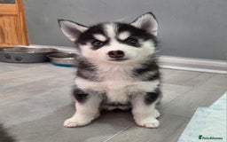 Pomsky dogs for sale: Perfect medium size Pomsky - Image 28