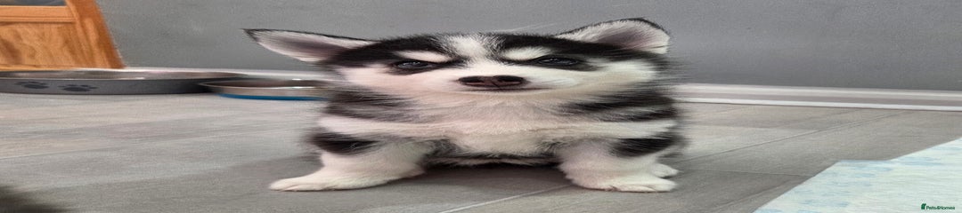 Pomsky Puppy 5