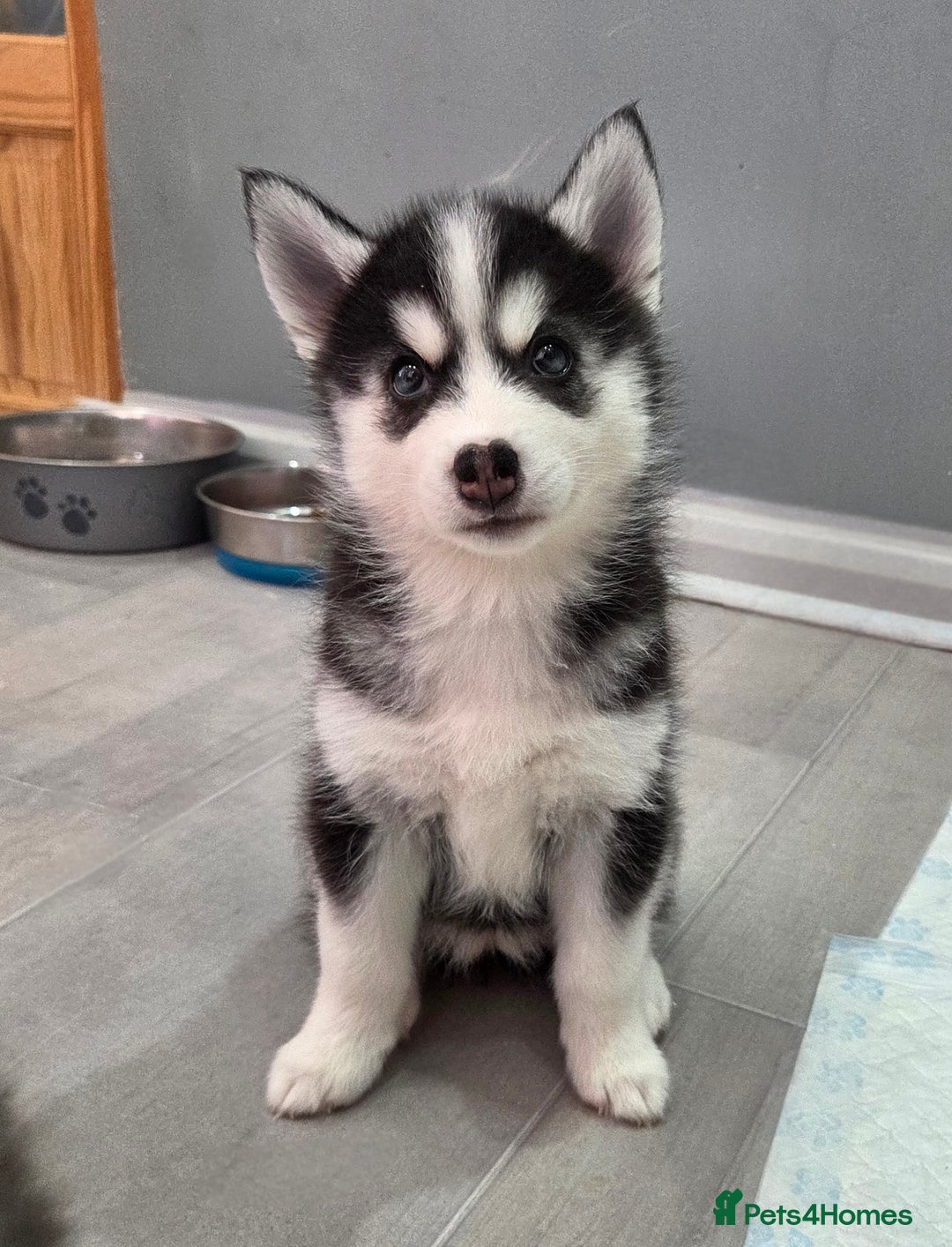Pomsky dogs for sale: Perfect medium size Pomsky - Image 28