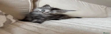 Ragcoon 7