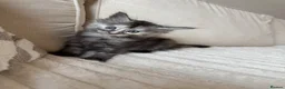 Ragcoon cats for sale: 8 gorgeous Mainecoon x ragdoll babies  - Advert 9