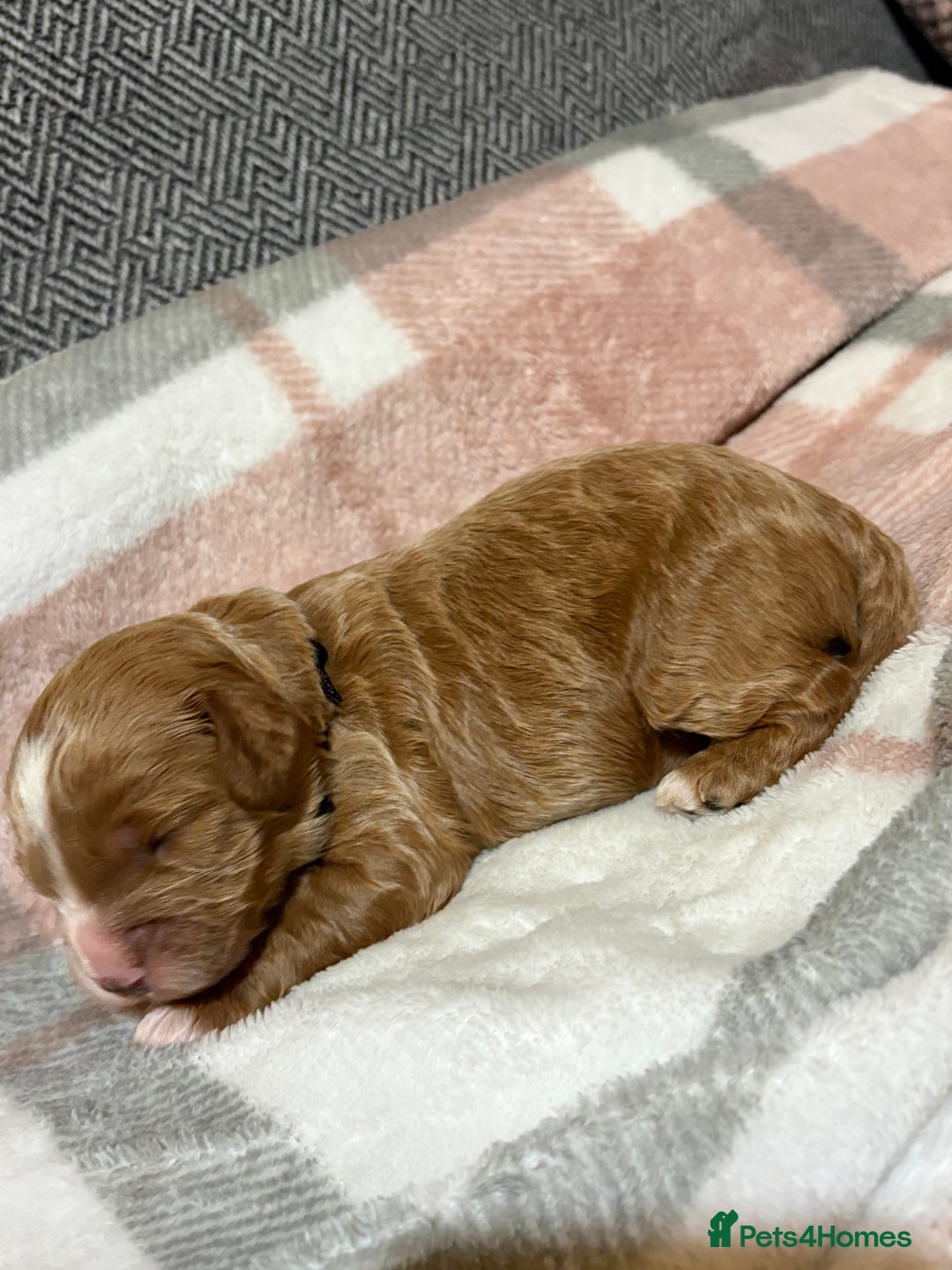 Cavapoo dogs for sale: Beautiful red cavapoo - Advert 9