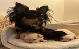Chihuahua dogs for sale: Long haired chihuahua puppies - Image 6