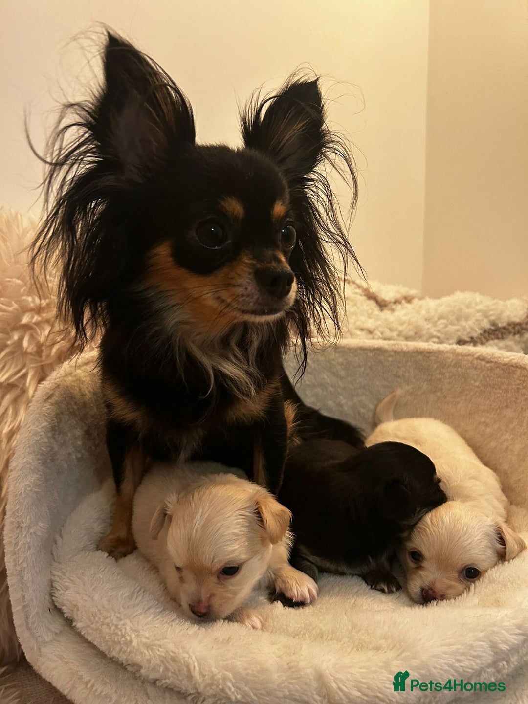 Chihuahua dogs for sale: Long haired chihuahua puppies - Image 6