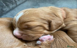 Labrador Retriever dogs for sale: 3 VERY DARK RED W/COCKER SPANIEL BOYS AVAILABLE  - Image 8