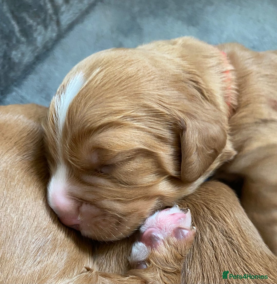 Labrador Retriever dogs for sale: 3 VERY DARK RED W/COCKER SPANIEL BOYS AVAILABLE  - Image 8