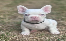 French Bulldog dogs for sale: Beautiful litter of pinks and fluffys  - Image 22