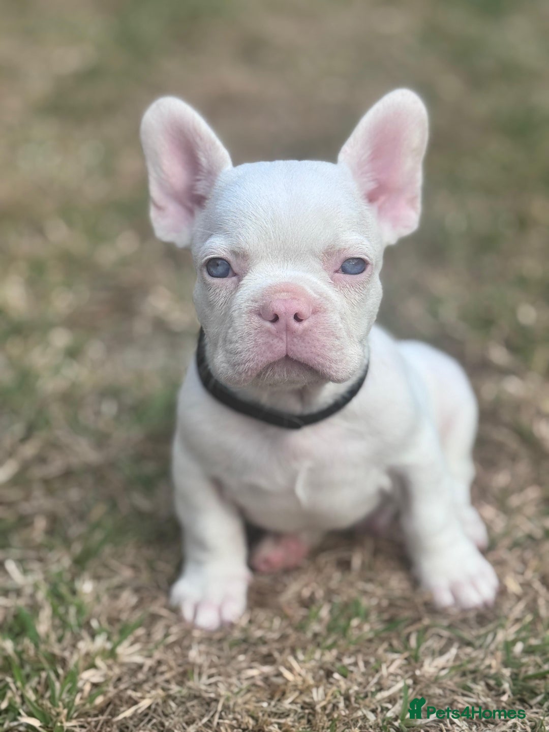 French Bulldog dogs for sale: Beautiful litter of pinks and fluffys  - Image 22