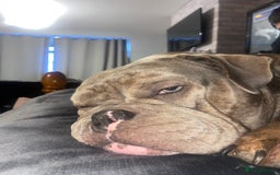 Mixed Breed dogs for sale: 3Year old female blue merle exotic bully - Image 3