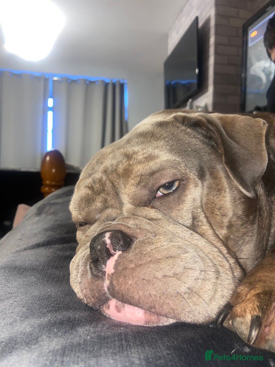 Mixed Breed dogs for sale: 3Year old female blue merle exotic bully - Image 3