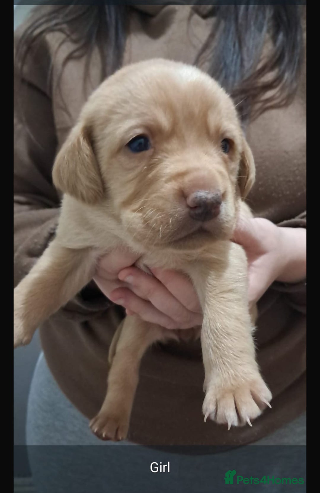 Labrador Retriever dogs for sale: Litter of 8 Labrador puppies  - Advert 6