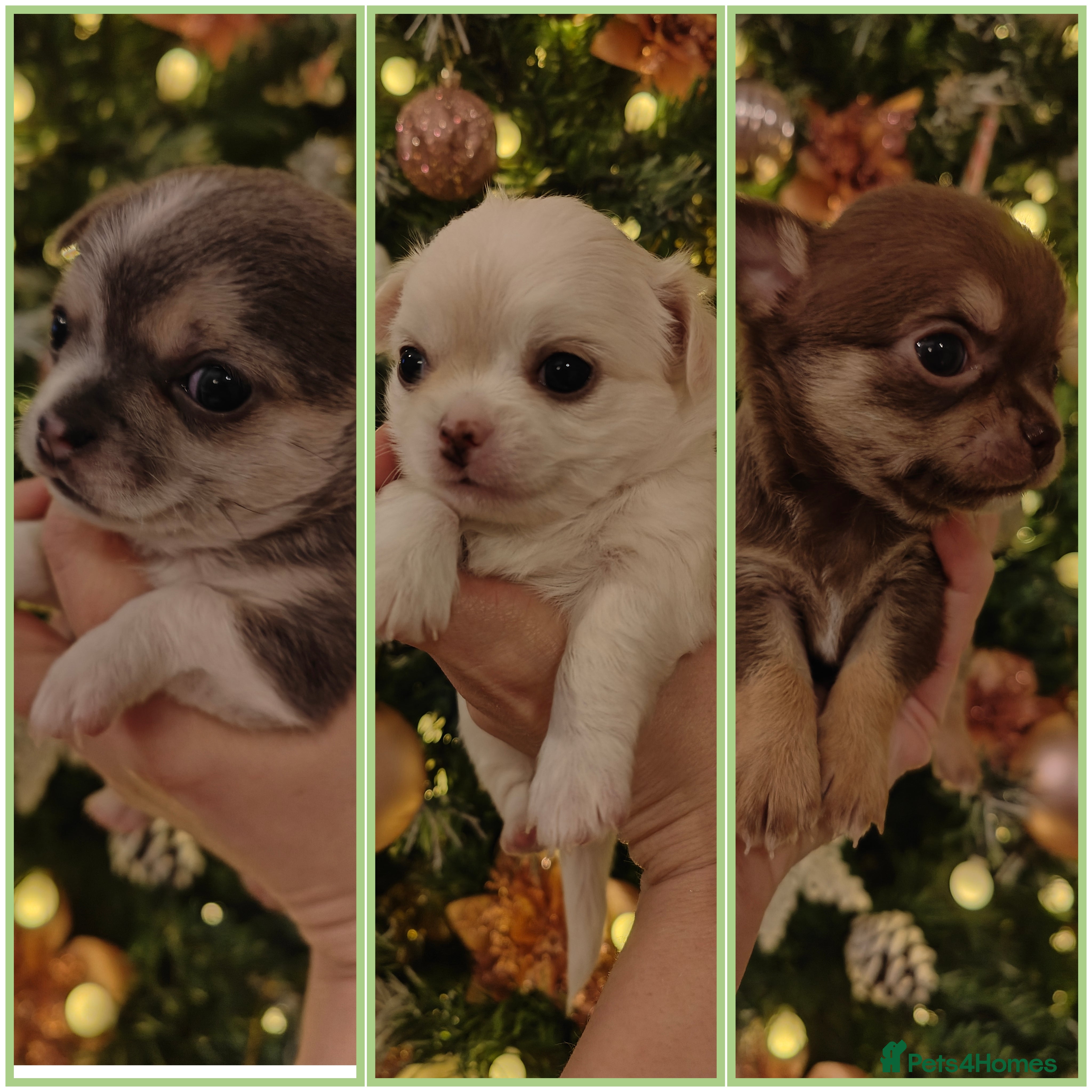 Chihuahua dogs 🪻 Beautiful Chihuahua Puppies 🪻 - Advert 4