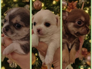 Chihuahua dogs 🪻 Beautiful Chihuahua Puppies 🪻 - Advert 2