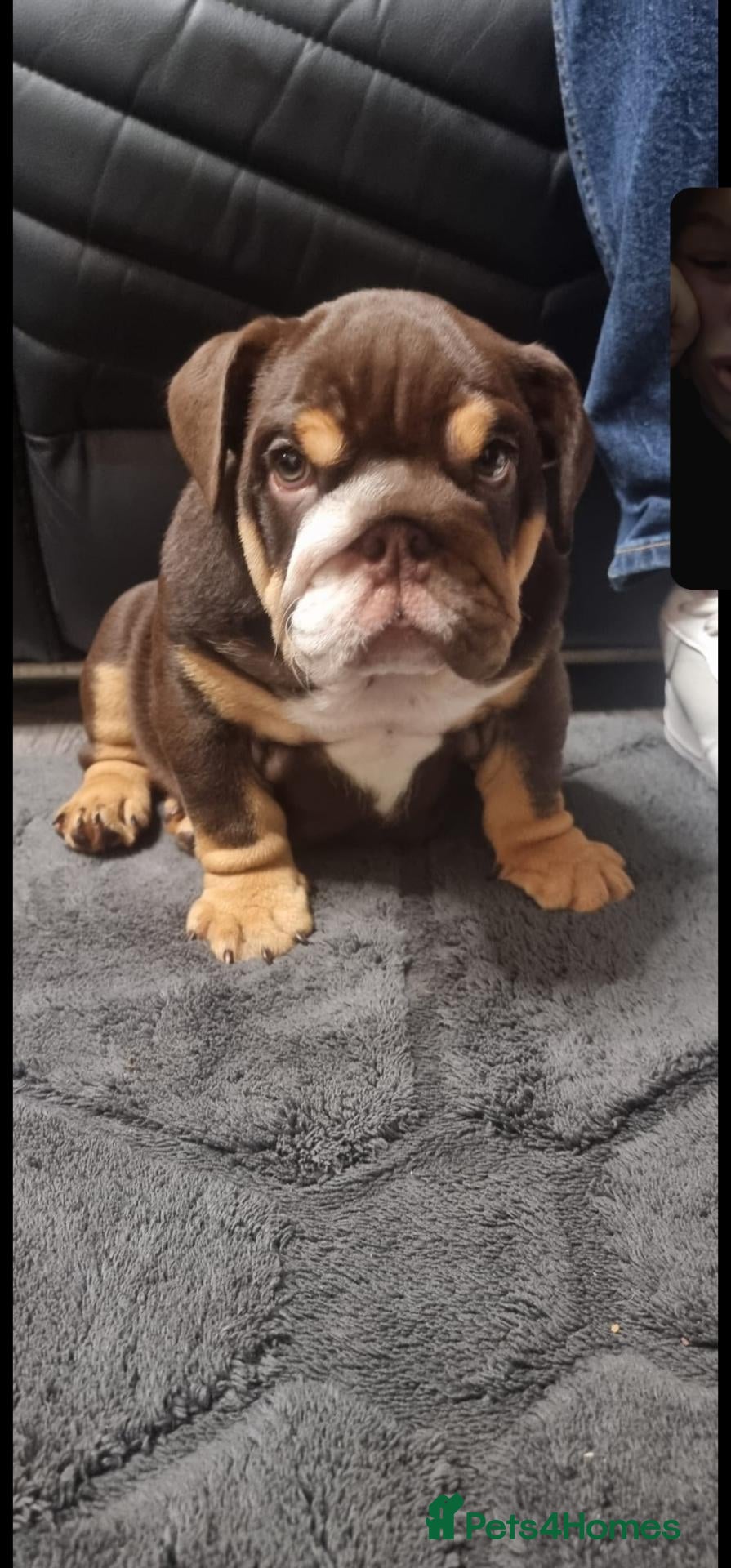 English Bulldog dogs English bull dogs - Advert 3