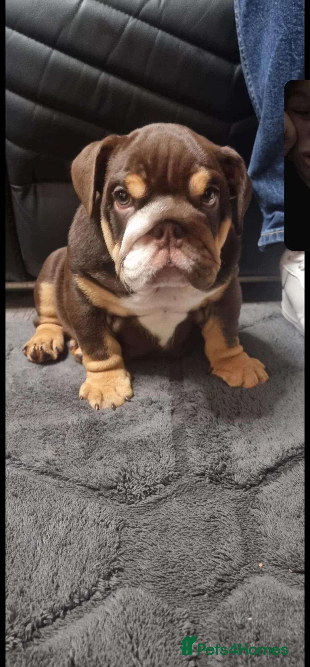 English Bulldog dogs for sale: English bull dogs - Advert 1
