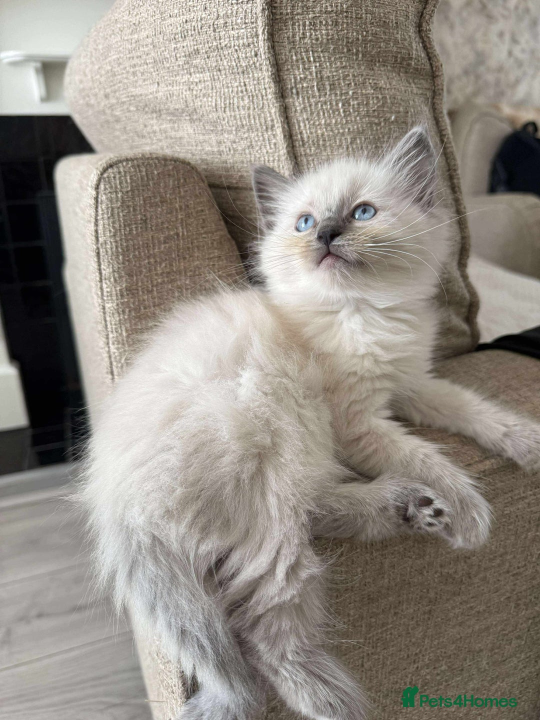 Ragdoll cats for sale: Ragdoll kittens  - Image 4