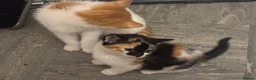 Mixed Breed cats for sale: The Most Adorable Kittens - Advert 9