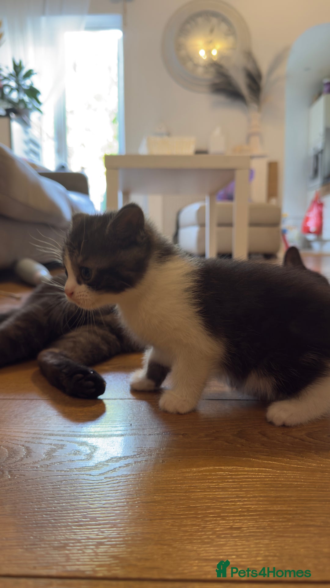 British Shorthair cats for sale: Half British shorthair  - Image 5