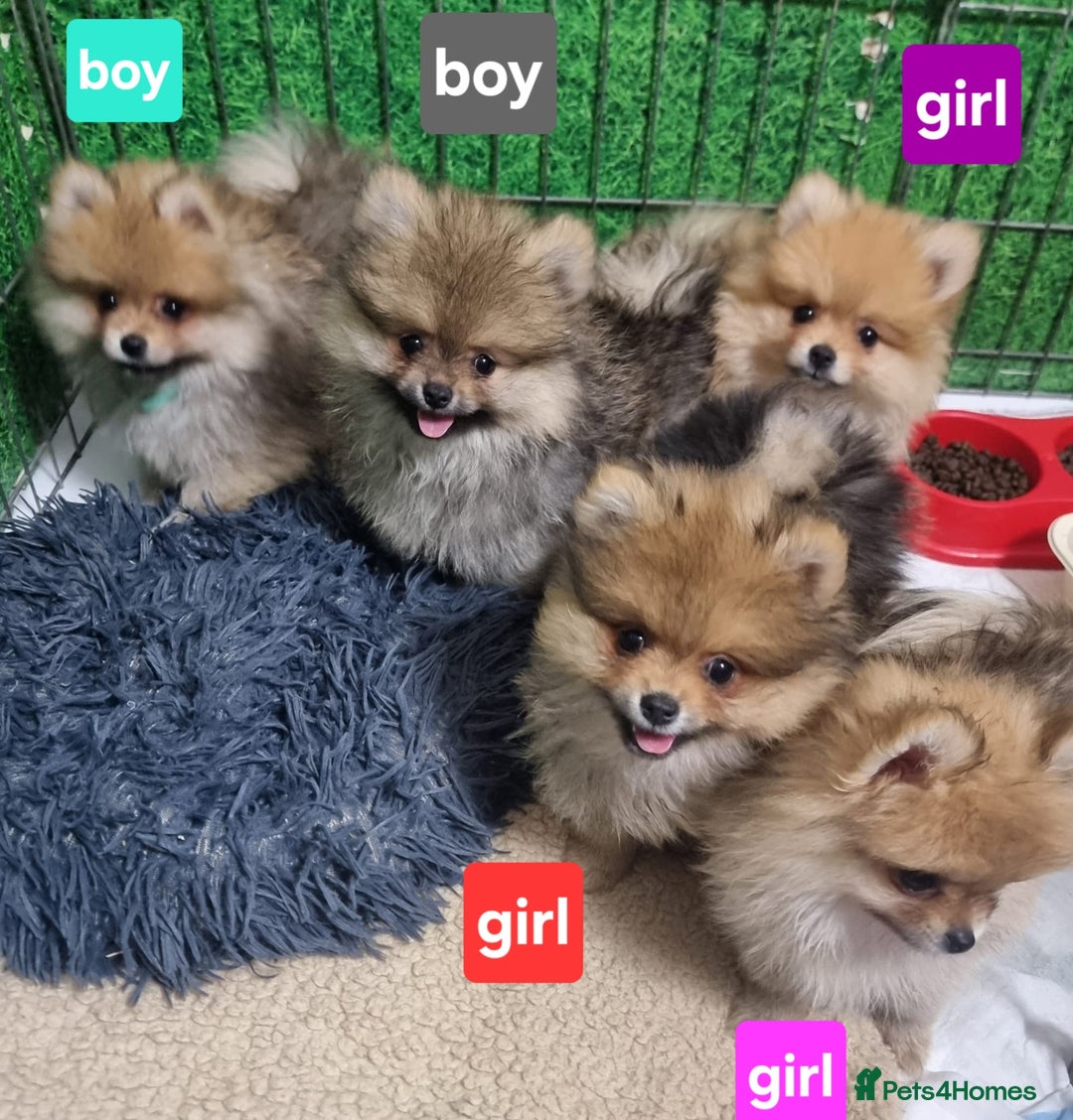 Pomeranian dogs for sale: Pomeranian Puppy 5   (RED)  - Pomeranian  - Image 16