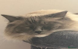 Ragdoll cats for sale: 2 yr old neutered blue mitted ragdoll - Image 1