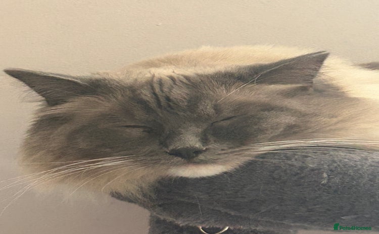 Ragdoll cats - Advert 13