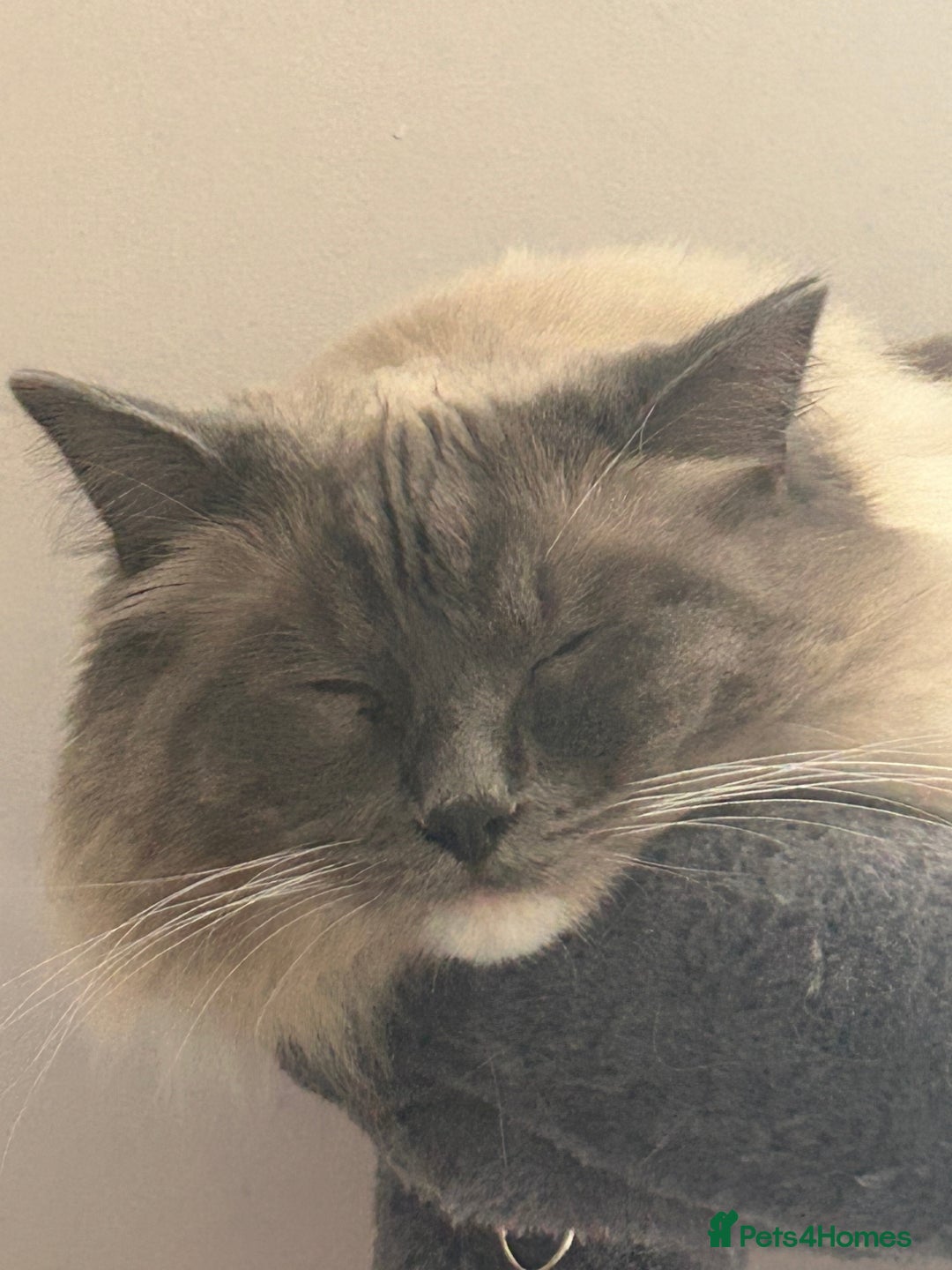 Ragdoll cats for sale: 2 yr old neutered blue mitted ragdoll - Image 1