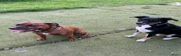 Mixed Breed dogs for sale: Max&Milo - Advert 4