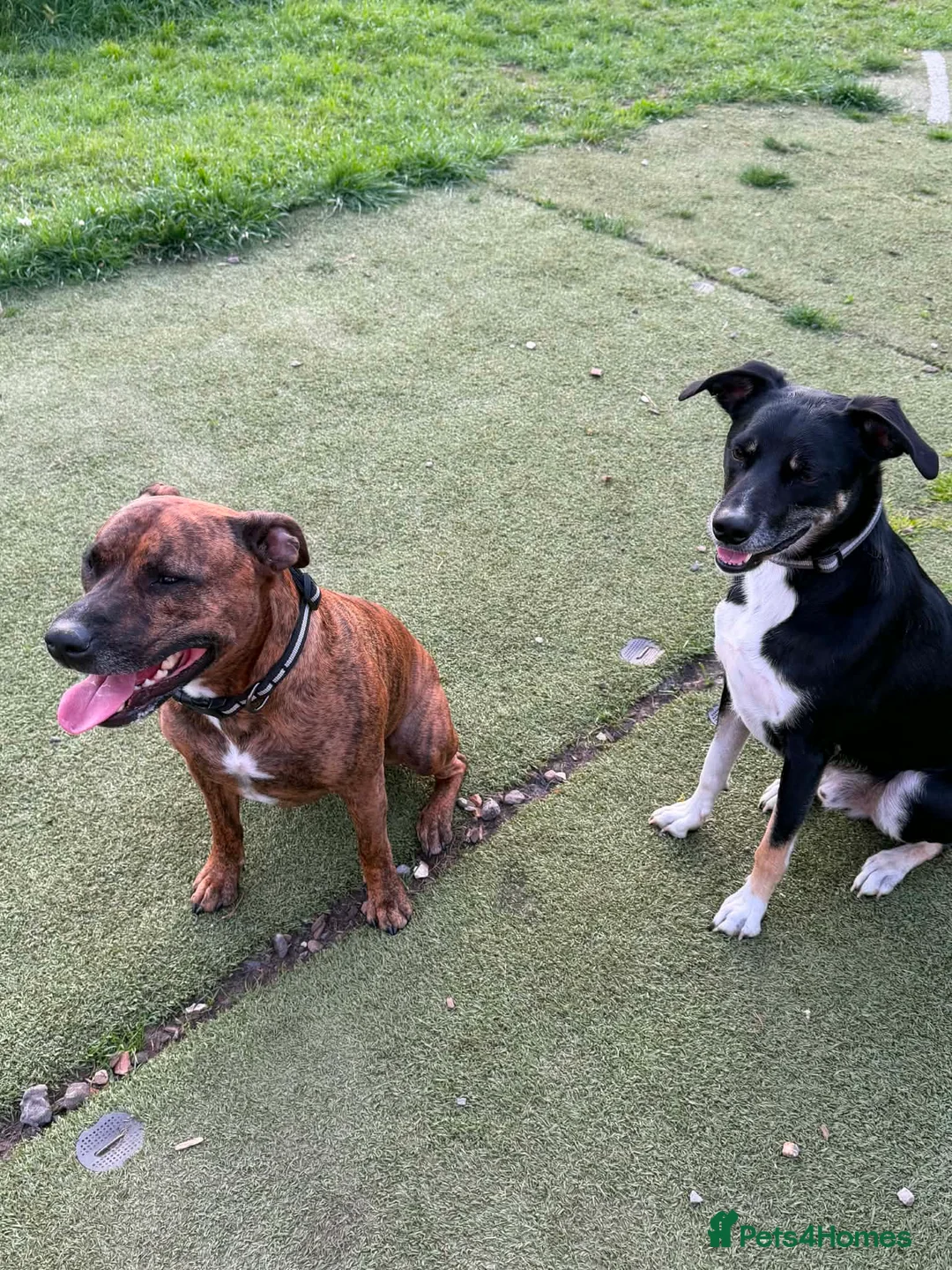Mixed Breed dogs for sale: Max&Milo - Advert 4