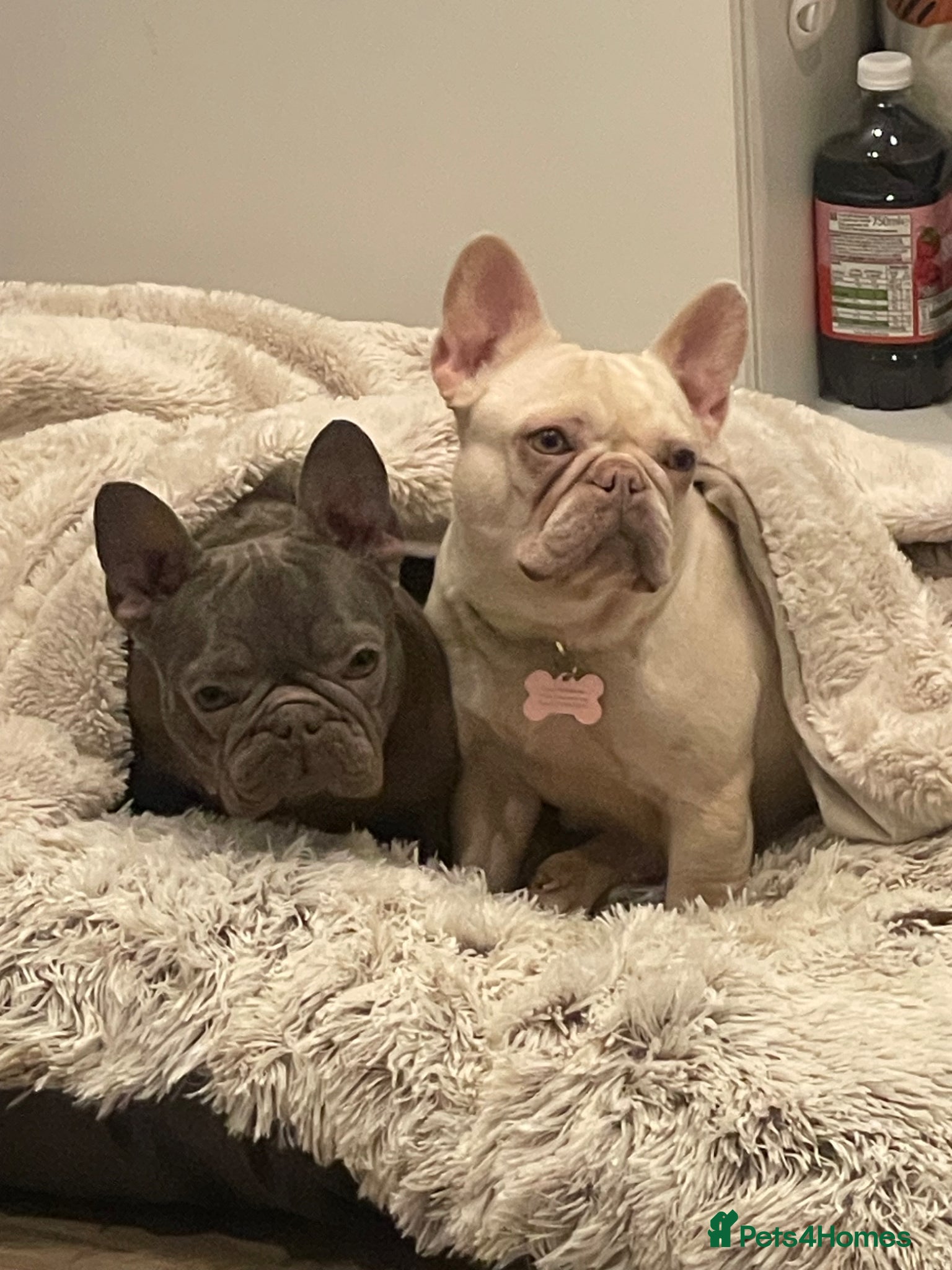 French Bulldog dogs Needs rehoming - Advert 1