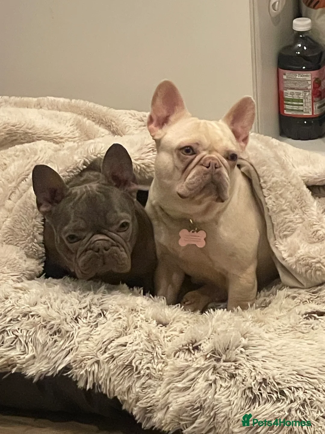 French Bulldog dogs for sale: Needs rehoming in Pershore - Advert 1