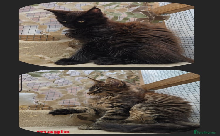 Maine Coon cats - Advert 1