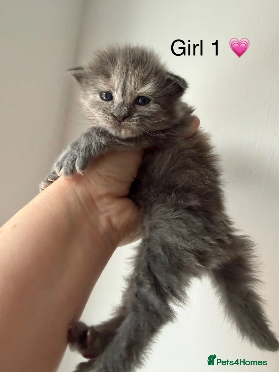 Maine Coon cats for sale: Mainecoon kittens  - Advert 1