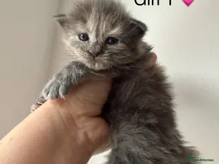 Maine Coon cats Mainecoon kittens - Advert 1