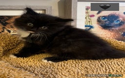 Ragdoll cats for sale: ✨Ragdoll Kittens✨ - Advert 7