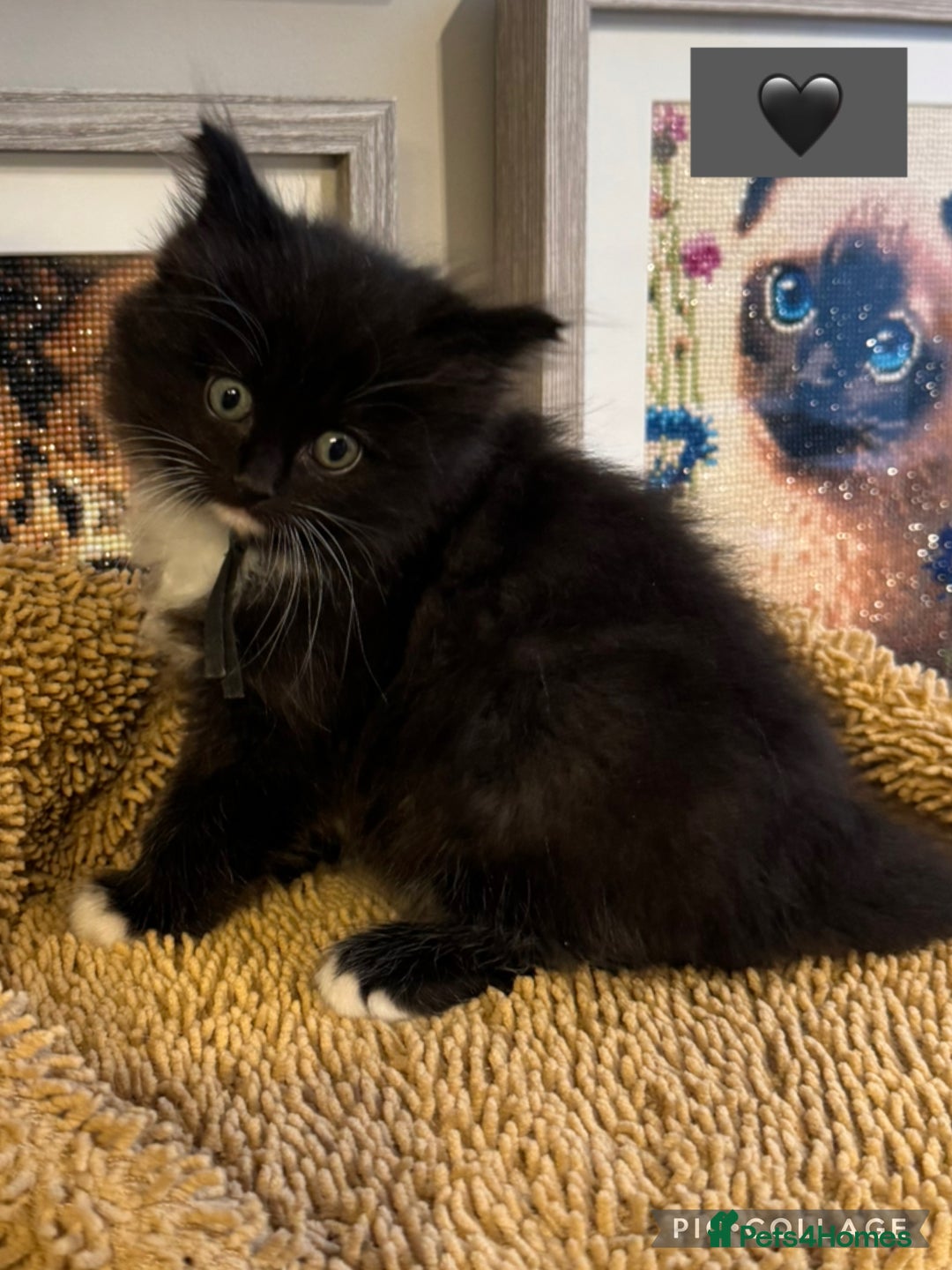 Ragdoll cats for sale: ✨Ragdoll Kittens✨ - Advert 7