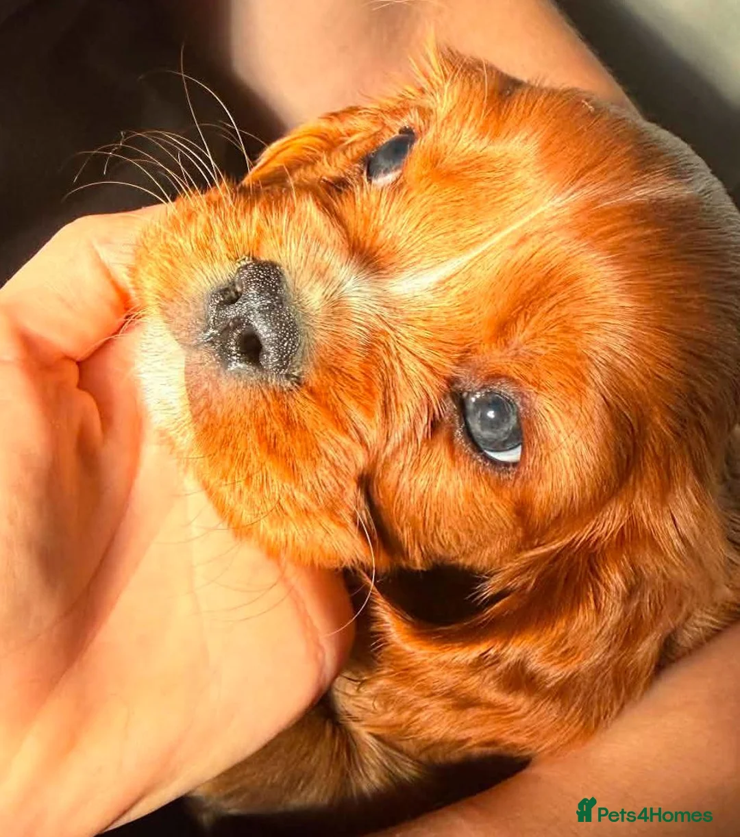 Cavalier King Charles Spaniel dogs for sale: Cavalier King Charles Spaniel Puppies - Pedigree - Advert 2