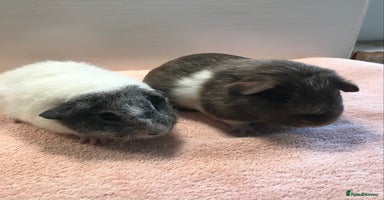 Guinea Pig rodents - Advert 3