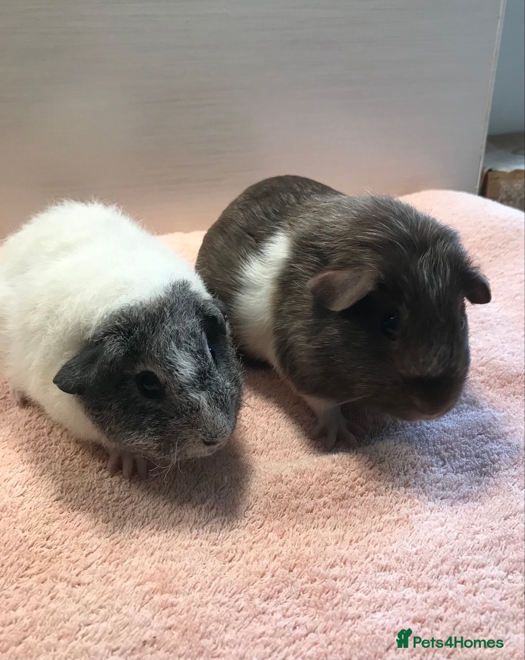 Guinea Pig rodents for sale: Two young Sows and Older boars - Image 2