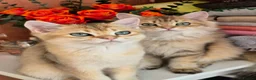 British Longhair cats for sale: British Longhair/Shorthair black golden shaded  - Advert 9