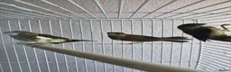 Mixed Breed birds for sale: Kakarikis, Cockatiel and bengalize finches  - Advert 19