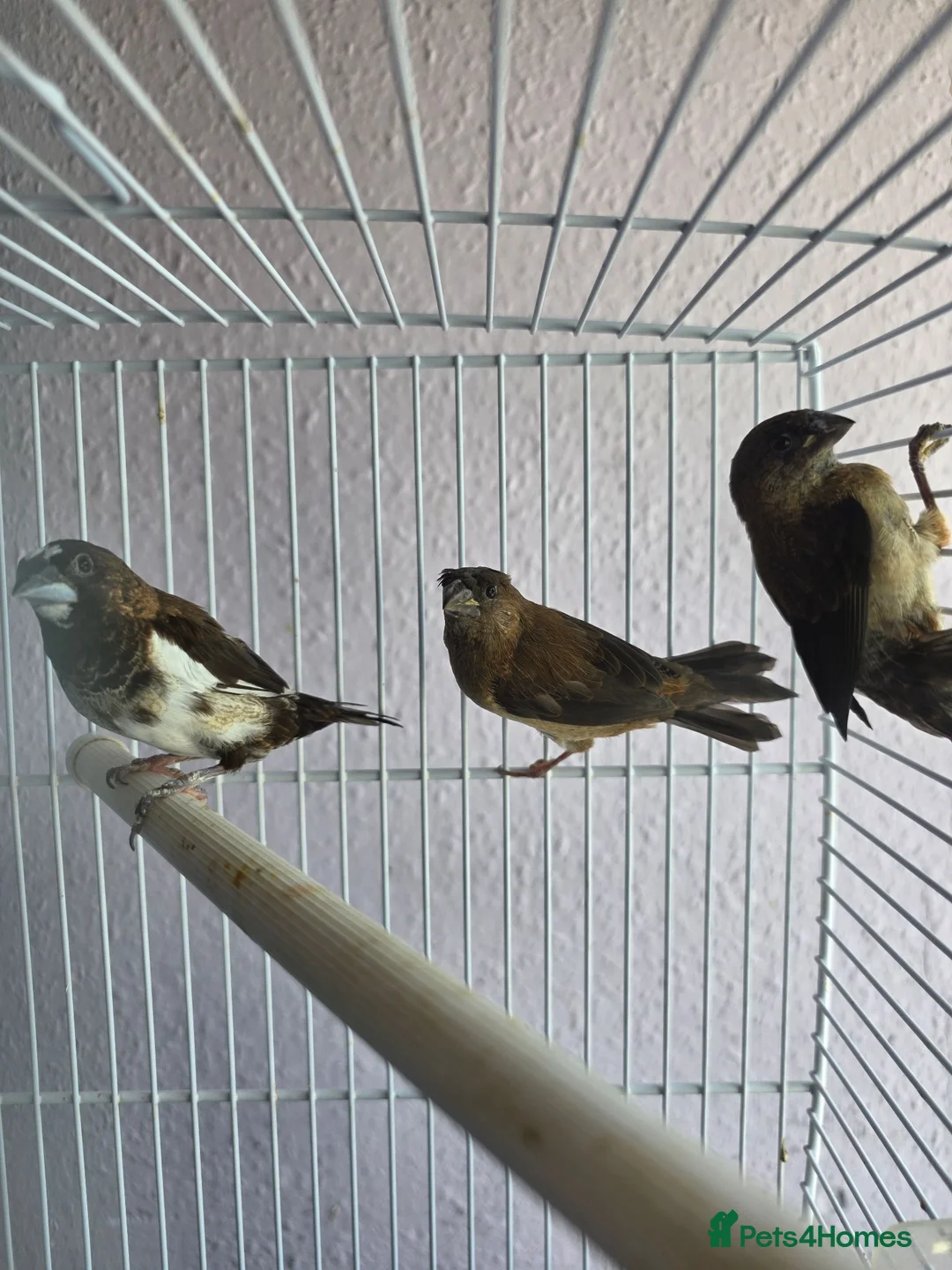 Mixed Breed birds for sale: Kakarikis, Cockatiel and bengalize finches  - Advert 19