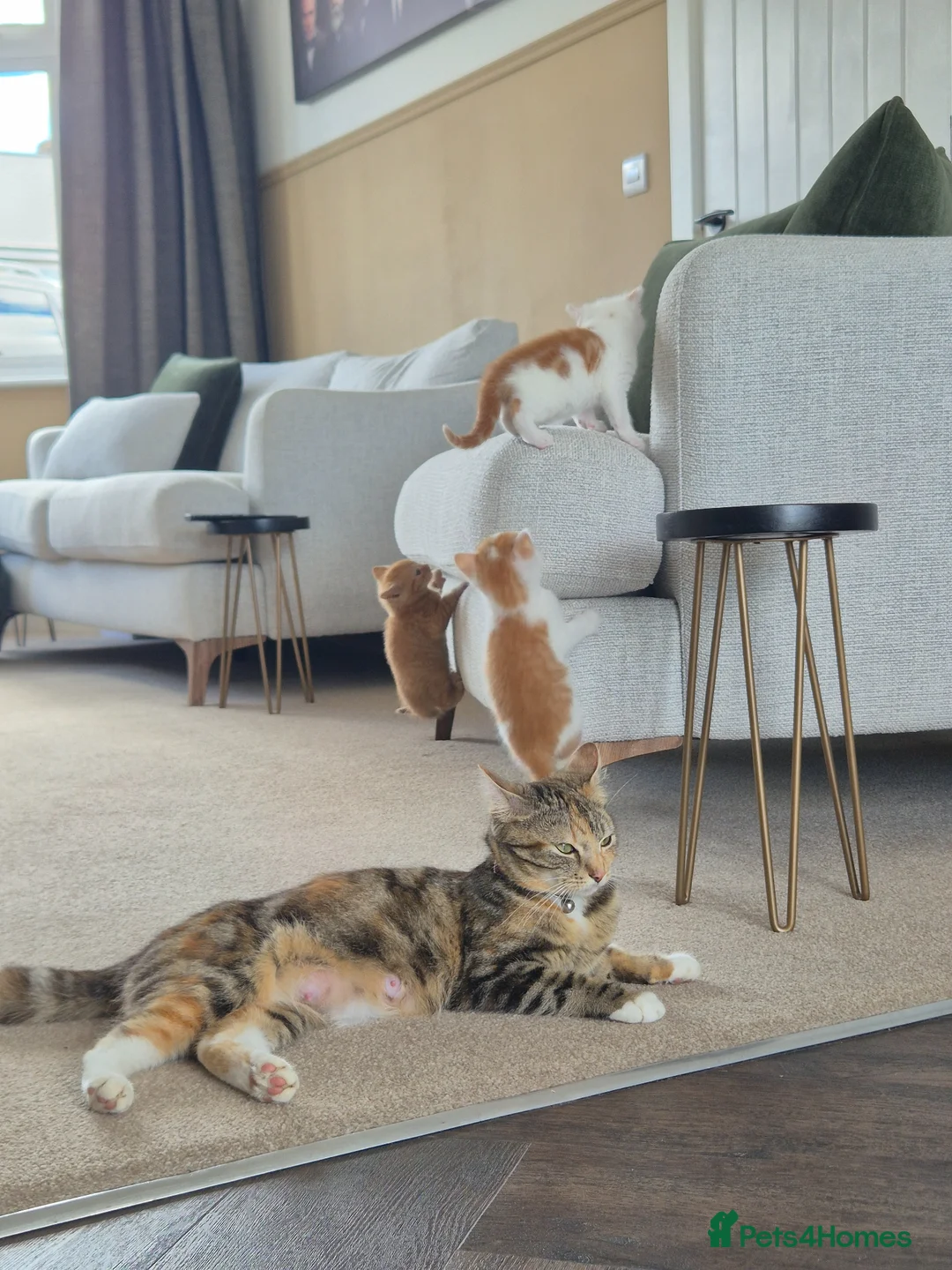 Mixed Breed cats for sale: Very Rare Female Ginger Kitten - Advert 6