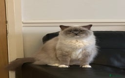 Ragdoll cats for sale: Full pedigree female Blue mitted Ragdoll - Image 5