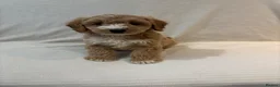 Cockapoo dogs for sale: Stunning F1 cockapoo puppies ready now  in Gainsborough - Advert 15