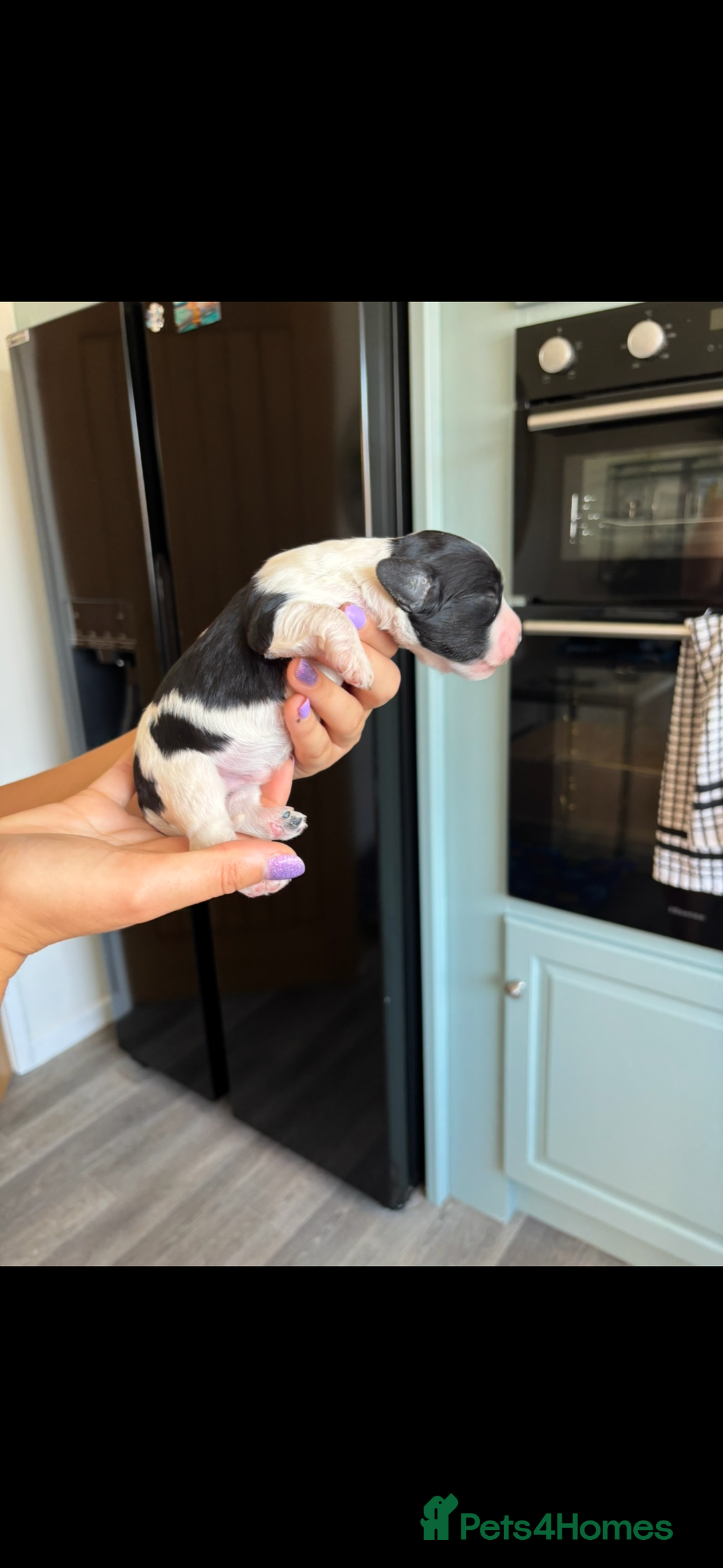 Cockapoo dogs for sale: Stunning cockapoo puppies - Image 9